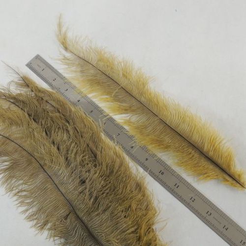 تصویر پر سوزنی دانه ای بزرگ