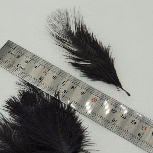 پر سوزنی دانه ای کوچک